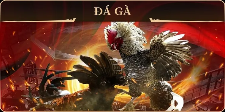 Chơi Đá Gà GA28 7Ball Ngay Hôm Nay Để Rinh Thưởng Lớn 2 Chơi Đá Gà GA28 7Ball Ngay Hôm Nay Để Rinh Thưởng Lớn