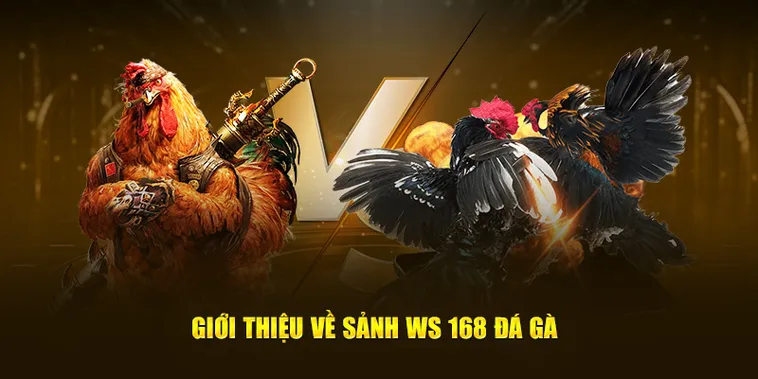 Chinh Phục Đá Gà WS168 7Ball Ngay Để Rinh Thưởng Hấp Dẫn 1 Chinh Phục Đá Gà WS168 7Ball Ngay Để Rinh Thưởng Hấp Dẫn
