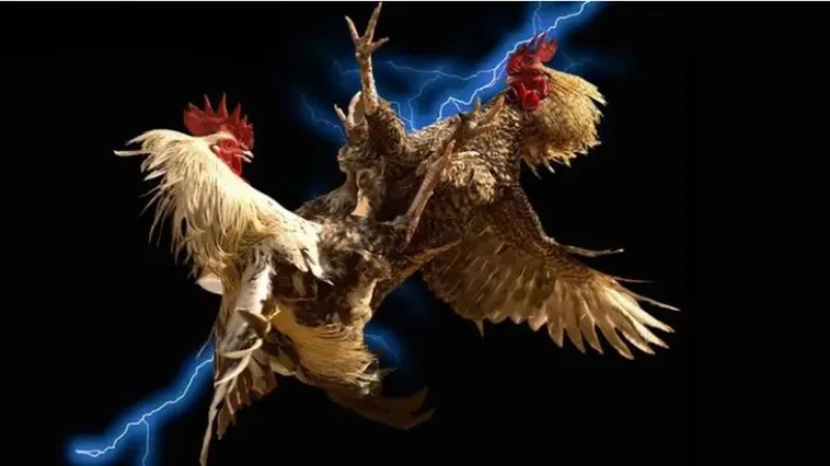 Đá Gà 7Ball Đỉnh Cao Giải Trí Tham Gia Ngay Nhận Thưởng Lớn 1 Đá Gà 7Ball Đỉnh Cao Giải Trí Tham Gia Ngay Nhận Thưởng Lớn