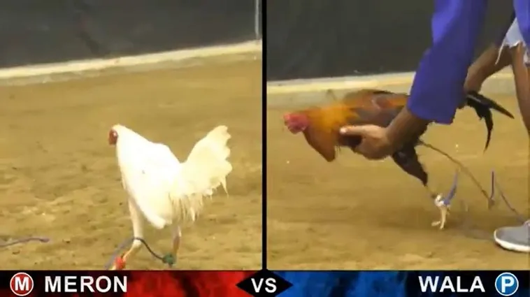 Tham Gia Đá Gà Sabong 7Ball Ngay Để Trải Nghiệm Thắng Lớn 2 Tham Gia Đá Gà Sabong 7Ball Ngay Để Trải Nghiệm Thắng Lớn